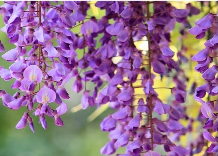 Du lịch Nhật Bản mùa hoa tử đằng - Tử đằng màu trắng gốc Nhật là biểu tượng cho một tình bạn thuần khiết và bền vững