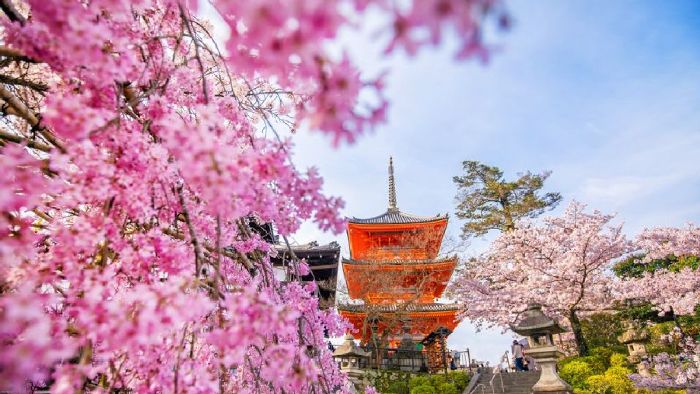 Mỗi góc nhỏ trong Chùa Kiyomizu-dera đều tràn ngập sắc hoa anh đào - du lịch Kyoto mùa hoa anh đào