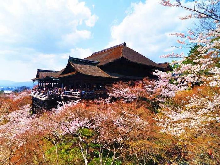 Ngôi chùa có đến 1000 cây hoa anh đào nở rộ khoe sắc. - du lịch Kyoto mùa hoa anh đào