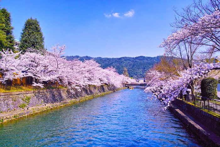 du lịch Kyoto mùa hoa anh đào