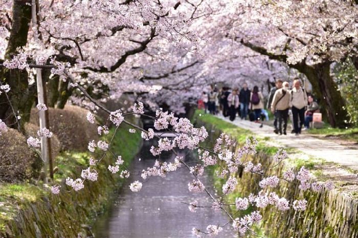 du lịch Kyoto mùa hoa anh đào đẹp hút hồn