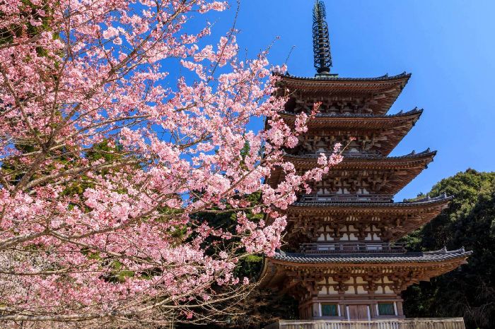 Ngôi chùa Chùa Daigo-ji luôn rợp bóng hoa anh đào mỗi năm