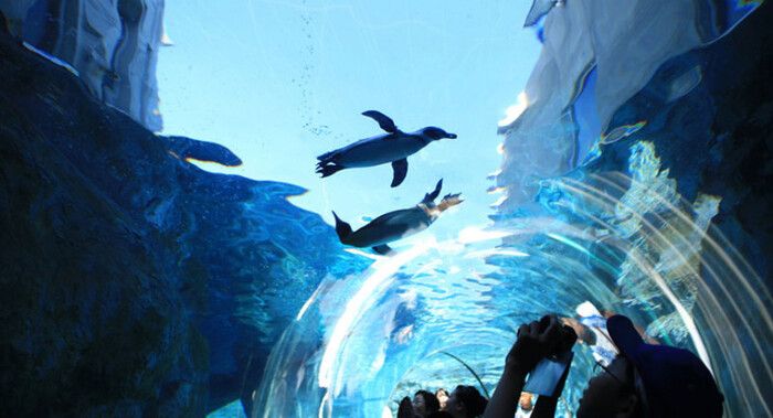 Sở thú nổi tiếng Nhật Bản, là thành phố lớn thứ hai của Hokkaido - nguồn:Samurai tour