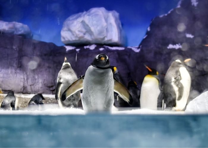 Ngắm chim cánh cụt tại thủy cung Kaiyukan Osaka
