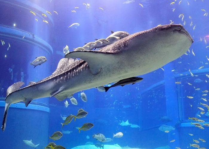 Thái Bình Dương thu nhỏ tại thủy cung Kaiyukan Osaka