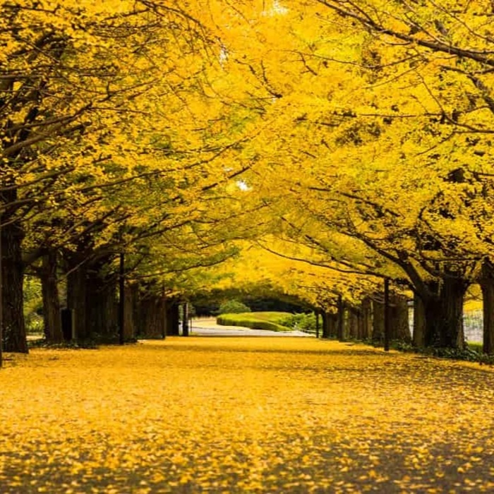 Hai hàng cây lá đỏ ở công viên tưởng niệm Showa là địa điểm chụp ảnh nổi tiếng ở Tokyo. Nguồn: japanesetraditional_futonjapan