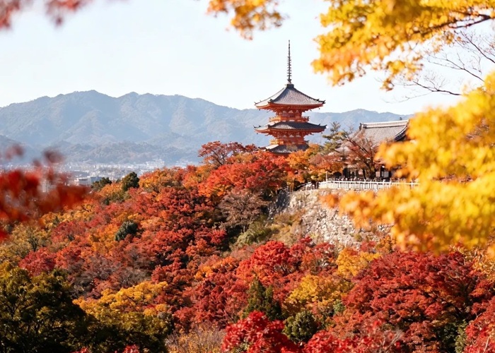 Bật mí top 10+ địa điểm ngắm lá đỏ ở Tokyo không thể bỏ lỡ