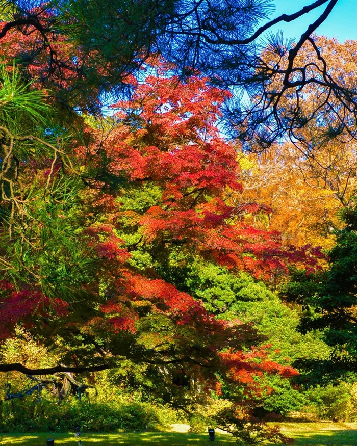 Ngắm lá đỏ tại vườn Rikugien ở Tokyo. Nguồn: stype3000
