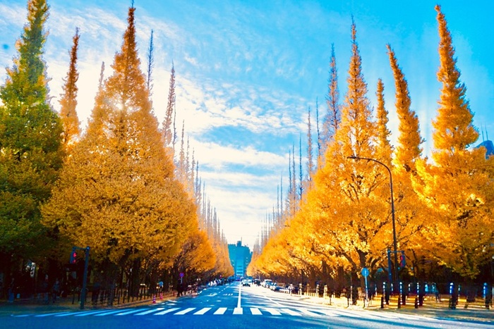 Con đường Icho Namiki với 2 hàng cây lá đỏ nổi tiếng ở Tokyo. Nguồn: clairechao0425