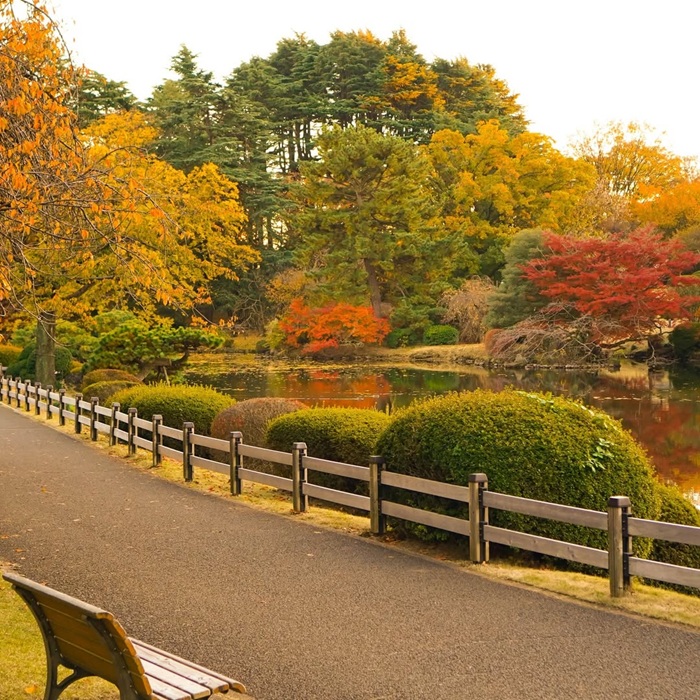 Vườn Shinjuku Gyoen địa điểm ngắm lá đỏ tuyệt điểm ở Tokyo. Nguồn: komugicommunity