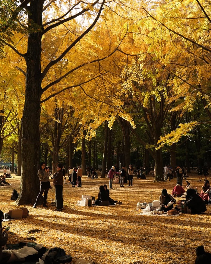 Công viên Yoyogi địa điểm ngắm lá đỏ với những tán cây lớn. Nguồn: sotarovisuals