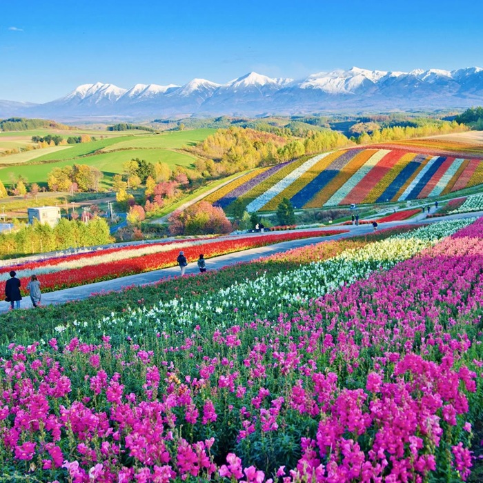 Trải nghiệm mùa hè rực rỡ đầy sắc màu tại Hokkaido. Nguồn: oomitravel