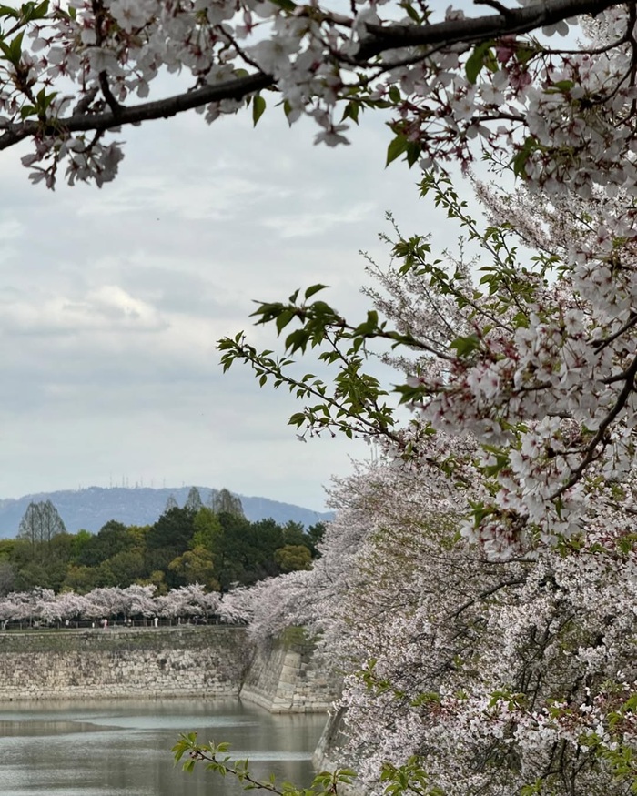 Ngắm hoa anh đào rực rỡ khi du lịch Osaka vào mùa xuân. Nguồn: imhueiling