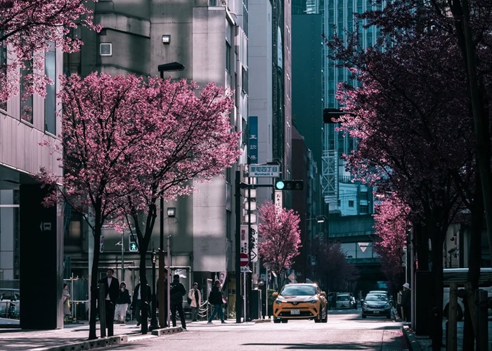 Cẩm nang du lịch Tokyo mùa xuân chi tiết từ A - Z cho khách du lịch