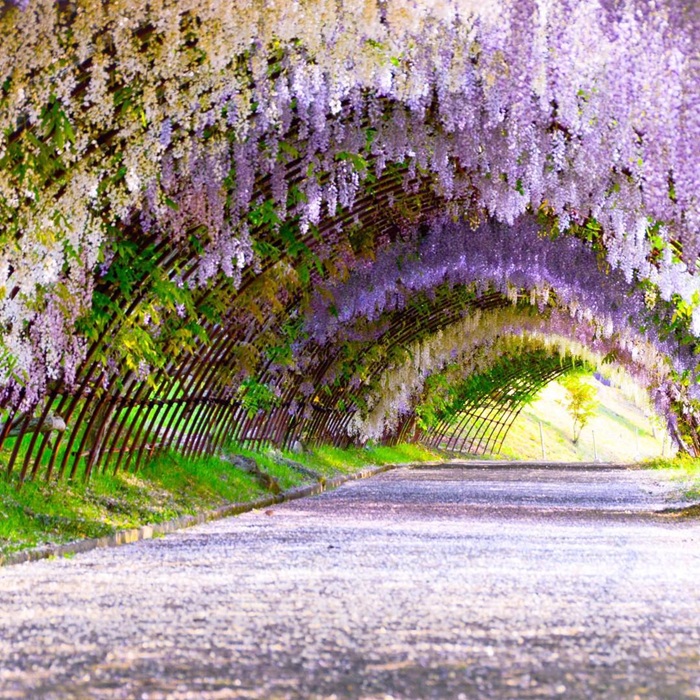 Sắc hồng tím và trắng hòa quyện trong đường hầm vườn hoa Kawachi Fujien. Nguồn: ashleegraceb