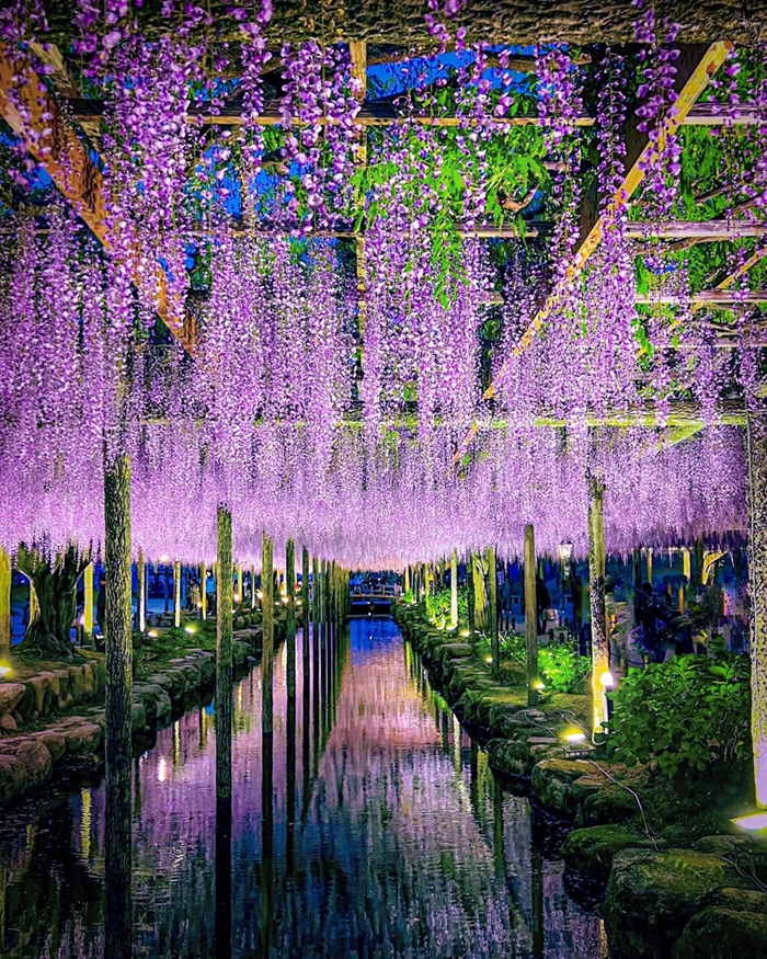 Những chùm hoa tử đằng rủ bóng lung linh trên mặt hồ tĩnh tại công viên Tennogawa. Nguồn: kirari_1010_