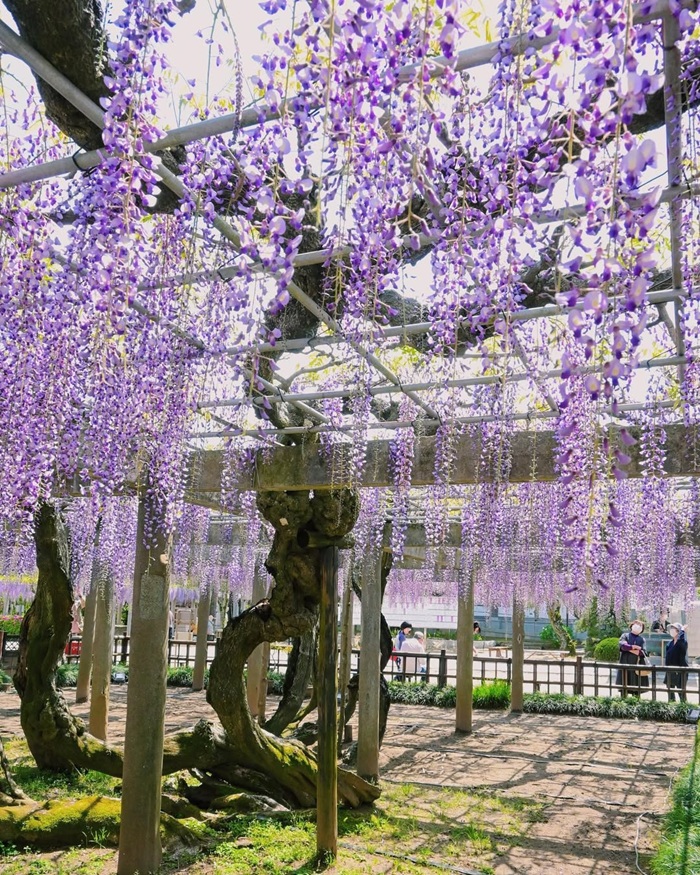 Giàn hoa tử đằng Nhật Bản hơn bảy trăm năm tuổi được chăm sóc kỹ ở đền Myofukuji. Nguồn: choshigram_jp