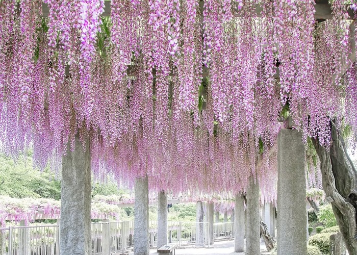 Hoa tử đằng Nhật Bản: Khám phá vẻ đẹp lãng mạn gây thương nhớ cho du khách