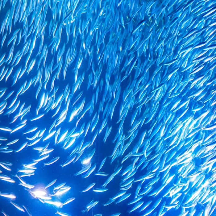 Cận cảnh các loài cá mòi bản địa đặc trưng vùng biển Nhật. Nguồn: hito_801