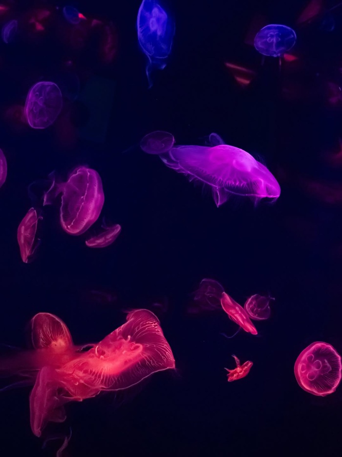 Không gian ánh sáng huyền ảo tại khu biển sâu Thủy cung. Nguồn: photodaysmika