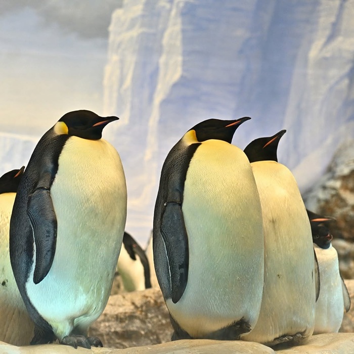 Chiêm ngưỡng chim cánh cụt đáng yêu tại khu vực Nam Cực. Nguồn: aichi_now_en