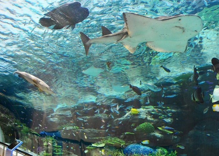 Khám phá thủy cung Nagoya: Nơi hội ngộ của đại dương xanh