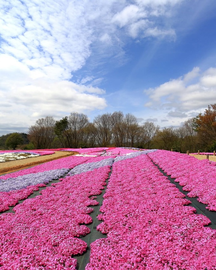 Flower Village Kamo no Sato là thiên đường hoa chi anh rực rỡ sắc màu nhất vùng Hiroshima. Nguồn: att.japan