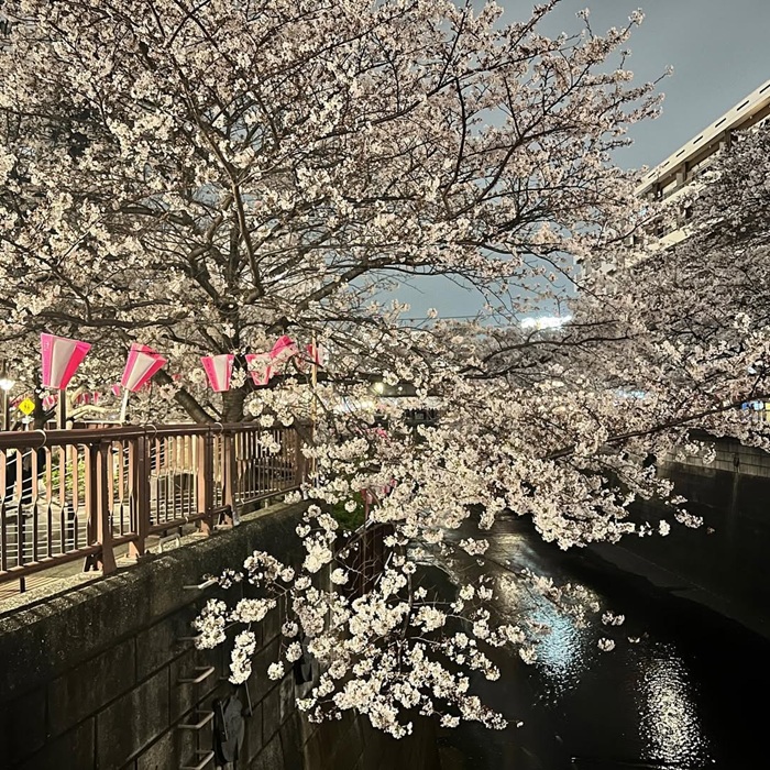Hai hàng cây sakura rủ bóng sát mặt nước sông Meguro thơ mộng. Nguồn: stranger_in_the_mirror