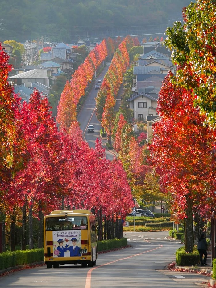 Thời điểm chiêm ngưỡng Kyoto mùa lá đỏ bắt đầu từ tháng 11 đến tháng 12. Nguồn: lagunayoshino