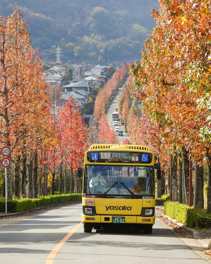 Xe bus phương tiện di chuyển mà du khách nên lựa chọn để khám phá Kyoto mùa lá đỏ. Nguồn: kuuuuuze