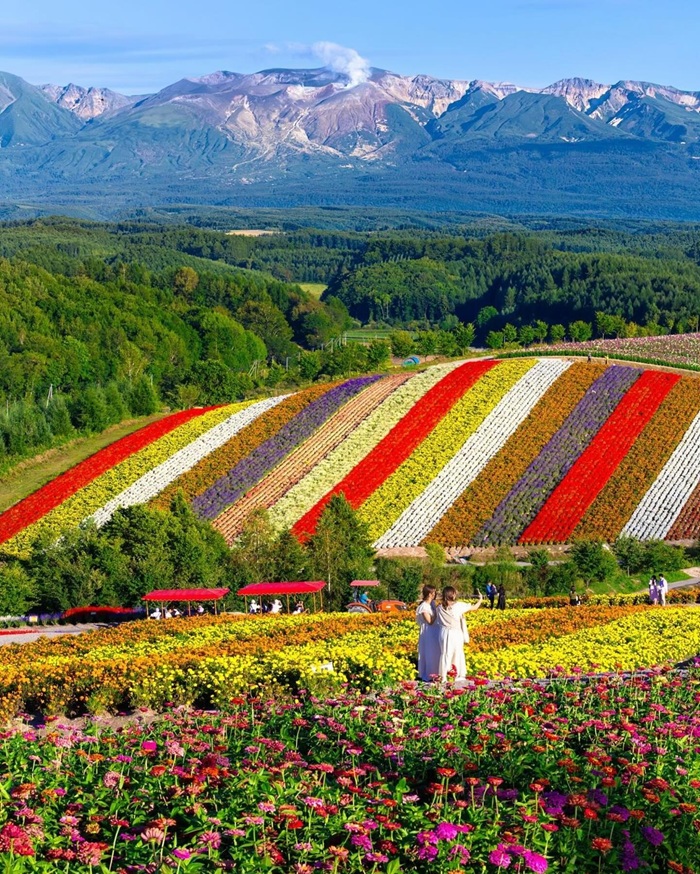 Khám phá về thành phố hoa Furano tại trung tâm Hokkaido. Nguồn: furano365