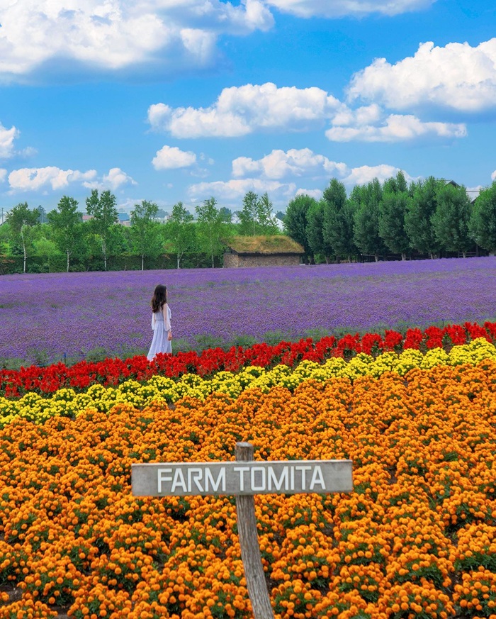 Ghé thăm Farm Tomita tại Furano ngắm sắc hoa rực rỡ góc trời. Nguồn: kyoko1903