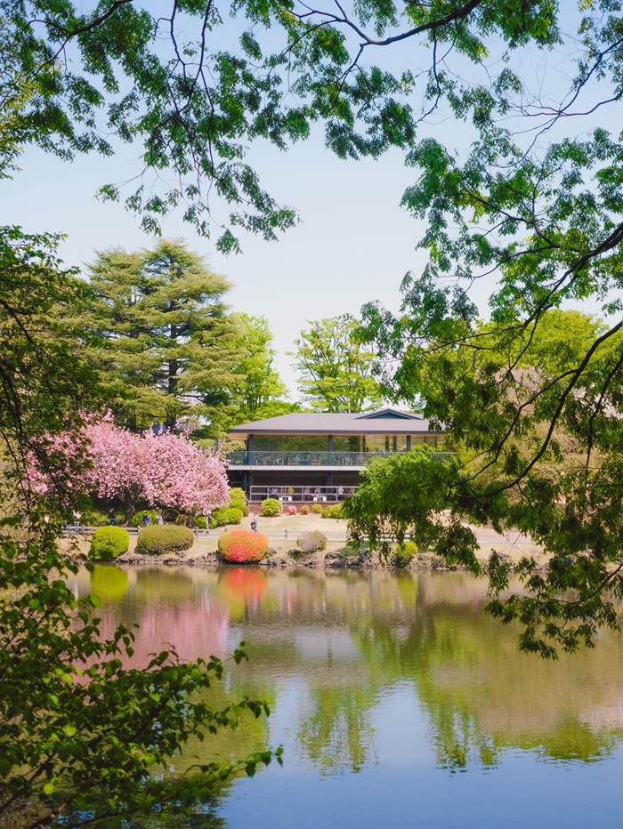 Vườn quốc gia Shinjuku Gyoen xanh mát giữa lòng Shinjuku nhộn nhịp. Nguồn: photosbyjansenlim