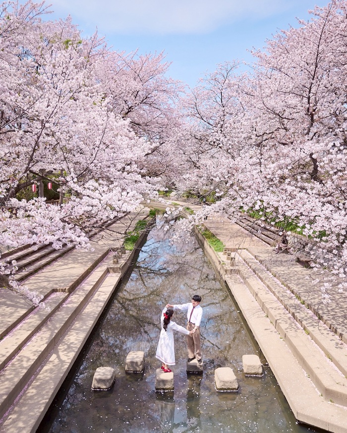 Ngắm nhìn hoa anh đào nở rộ khi du lịch Kyoto tự túc vào mùa xuân. Nguồn: f1stfaloo