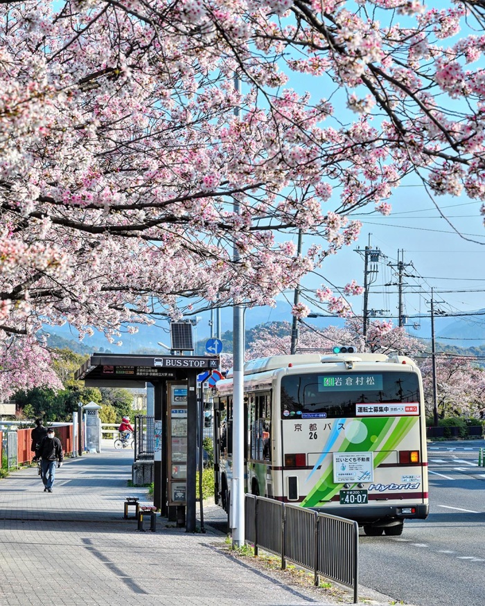 Xe bus phương tiện di chuyển phổ biến trong thành phố Kyoto. Nguồn: hosomaru_1577