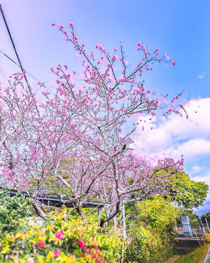 Sắc hoa anh đào nở sớm đón xuân tại đảo Okinawa. Nguồn: yomitan_official