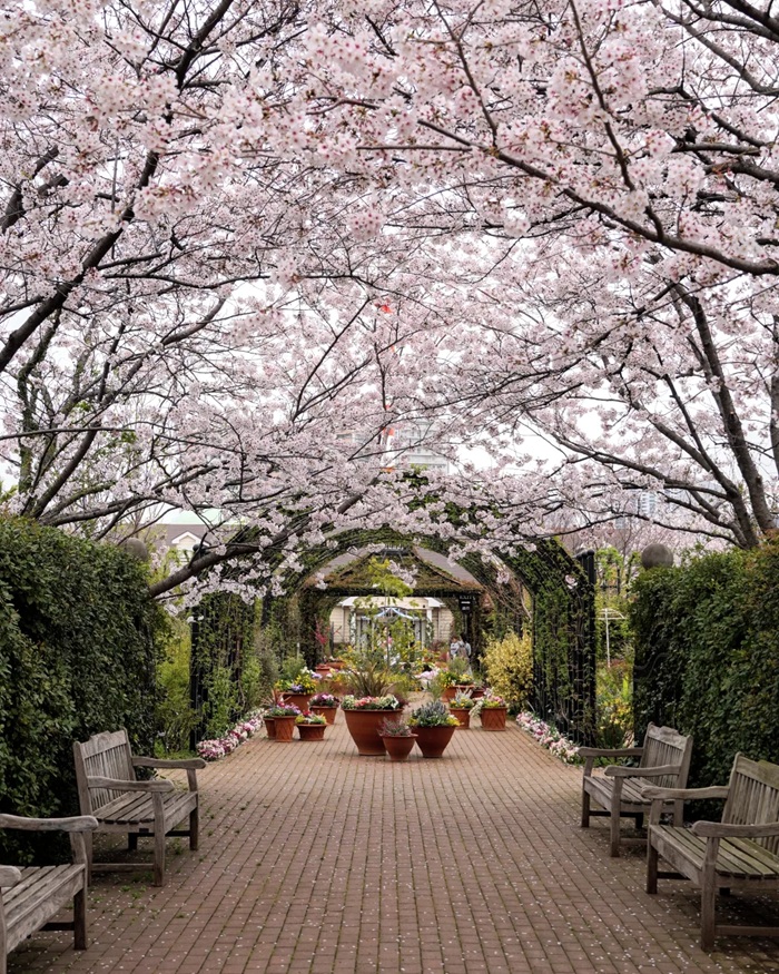 Khám phá vẻ đẹp rực rỡ của mùa xuân tại thành phố Yokohama. Nguồn: cherryblossomchronicles