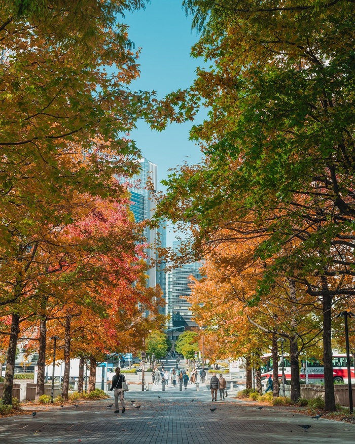 Chiêm ngưỡng lá đỏ mùa thu đẹp nao lòng tại thành phố Yokohama. Nguồn: shinkun_churros