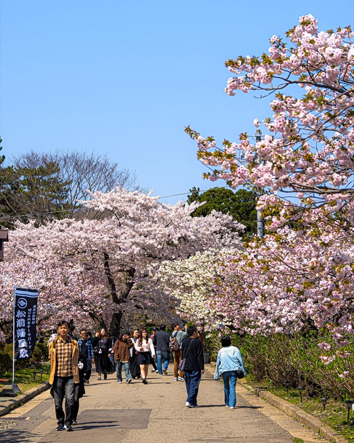 Khám phá mùa hoa anh đào Hokkaido tại Matsumae Park. Nguồn: ludobabadjo