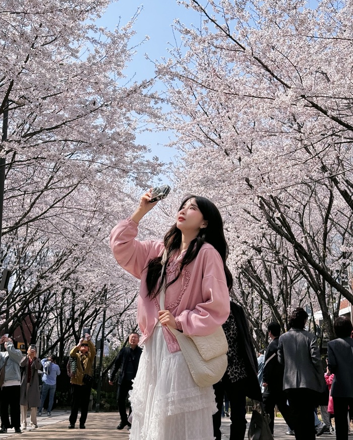 Công viên Hakodate - địa điểm ngắm hoa anh đào tại Hokkaido nhiều du khách yêu thích. Nguồn: wayumi00414