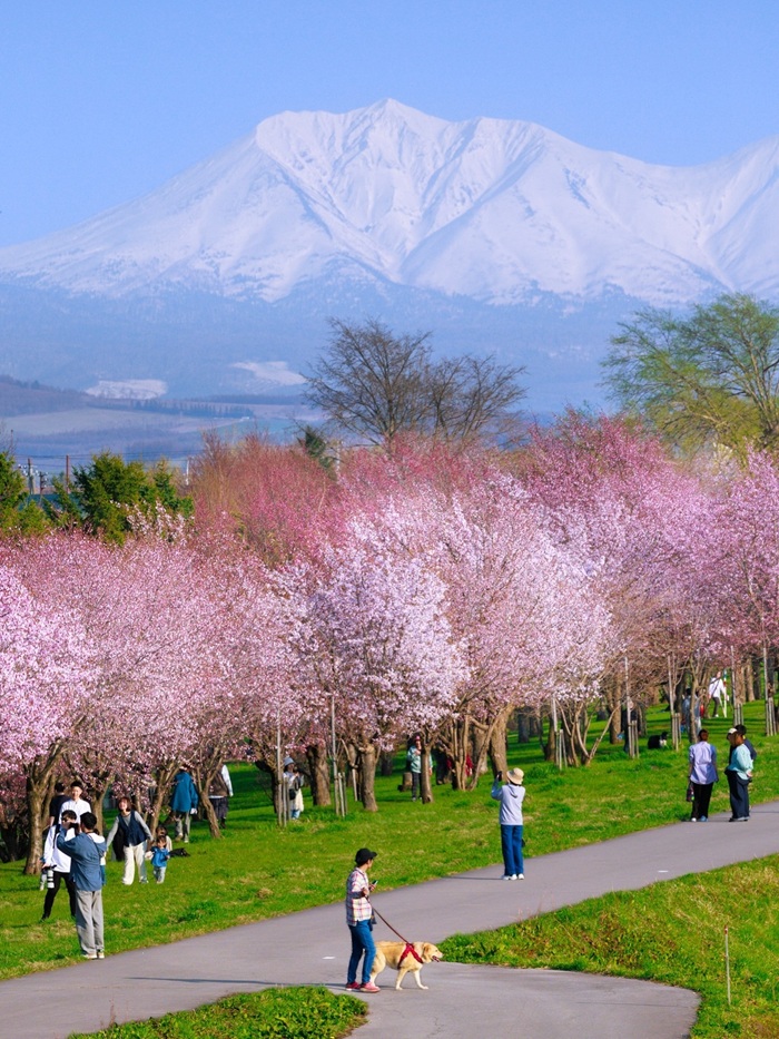Ngắm hoa anh đào nở muộn tại công viên Asahiyama, Hokkaido. Nguồn: asahikawacity_official