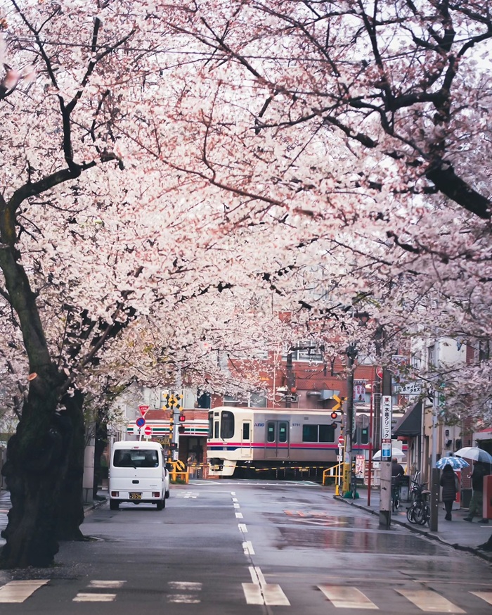 Tàu JR phương tiện di chuyển phổ biến giữa các thành phố tại Hokkaido. Nguồn: lim.karhong