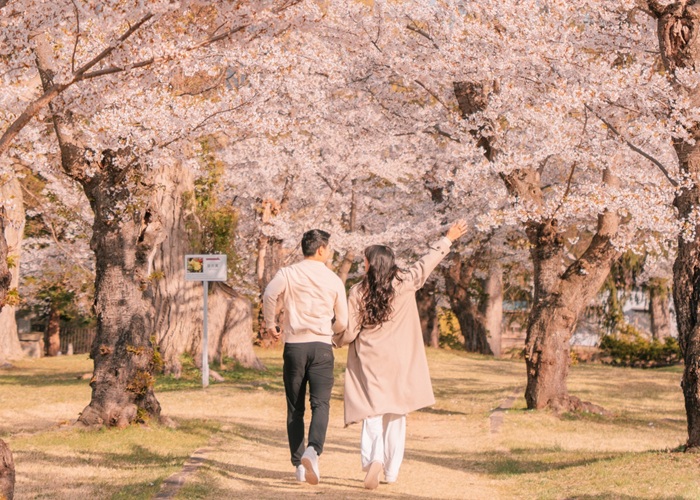 Du lịch Hokkaido mùa hoa anh đào nên đi đâu và khi nào?